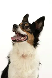 Smiling: DOG. Collie tricolour, head shot looking happy