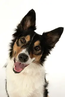 Smiling: DOG. Collie tricolour, head shot looking happy