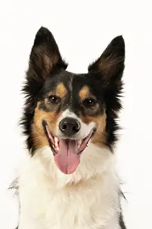 Joyful: DOG. Collie tricolour, head shot looking happy
