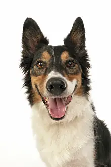 Joyful: DOG. Collie tricolour, head shot looking happy