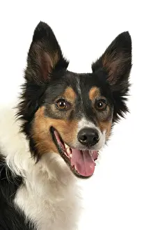 Smiling: DOG. Collie tricolour, head shot looking happy