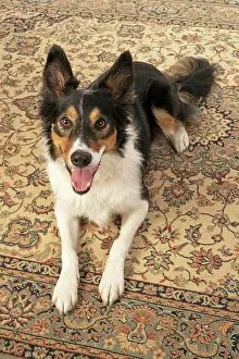 Smile: DOG. Collie tricolour, laying on a carpet, looking