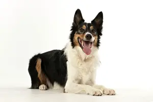 Smiling: DOG. Collie tricolour, laying down, looking happy, studio