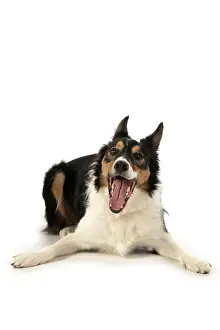 Smiling: DOG. Collie tricolour, laying down, mouth open