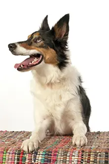 Smiling: DOG. Collie tricolour, laying with paws on a rug