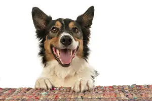 Smiling: DOG. Collie tricolour, mouth open, paws up, looking