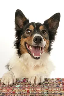 Smiling: DOG. Collie tricolour, mouth open, paws up, looking
