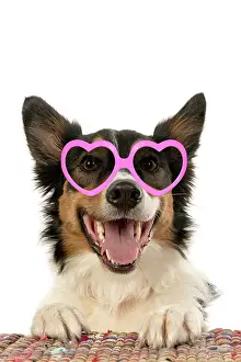 Copyspace: DOG. Collie tricolour, mouth open and looking happy