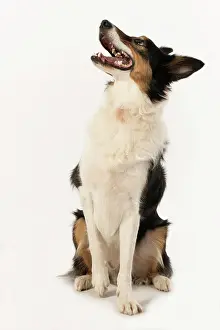 Smiling: DOG. Collie, tricolour, sitting, mouth open, looking