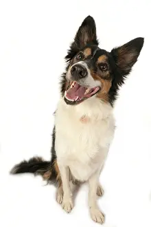 Smiling: DOG. Collie tricolour sitting, mouth open, looking