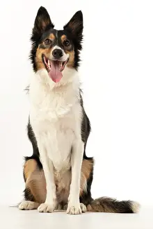 Smile: DOG. Collie tricolour sitting, mouth open, looking