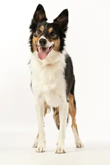 Smile: DOG. Collie tricolour, standing, mouth open
