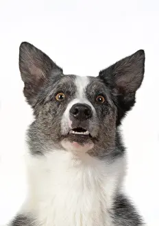 Facial: DOG. Collie X breed, head & shoulders, facial