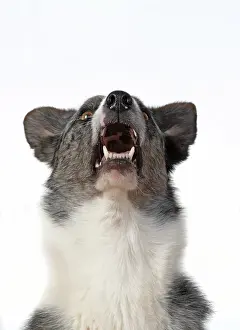 Facial: DOG. Collie X breed, head & shoulders, facial
