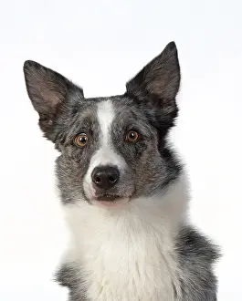 Facial: DOG. Collie X breed, head & shoulders, facial