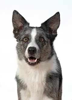 Facial: DOG. Collie X breed, head & shoulders, facial