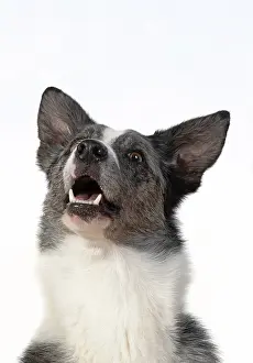 Facial: DOG. Collie X breed, head & shoulders, facial