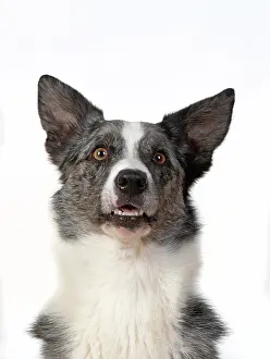 Facial: DOG. Collie X breed, head & shoulders, facial