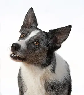 Facial: DOG. Collie X breed, head & shoulders, facial
