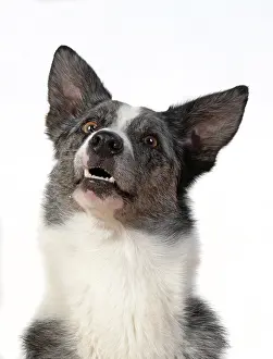 Facial: DOG. Collie X breed, head & shoulders, facial