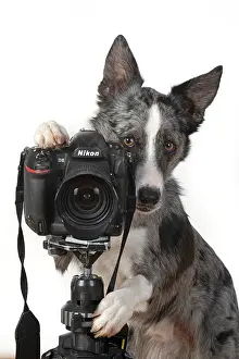 Phone: DOG. Collie X breed, sitting behind a camera