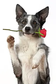 280220: DOG. Collie X breed, sitting paws up with a red