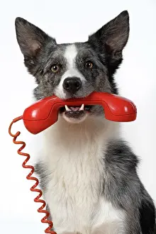 Phone: DOG. Collie X breed, sitting with a phone in
