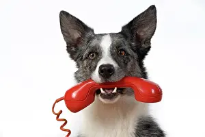 Phone: DOG. Collie X breed, sitting with a phone in