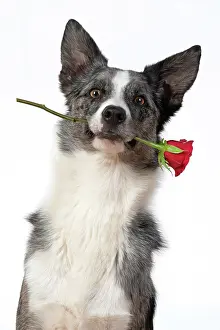 280220: DOG. Collie X breed, sitting with a red rose