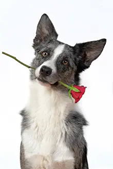 280220: DOG. Collie X breed, sitting with a red rose