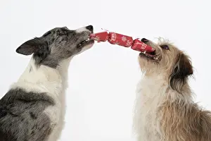 Cracker: DOG. Collie x and other cross breed, holding/ pulling