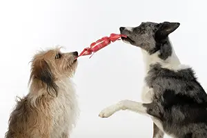 Cracker: DOG. Collie x and other cross breed, holding/ pulling