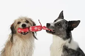 Cracker: DOG. Collie x and other cross breed, holding/ pulling