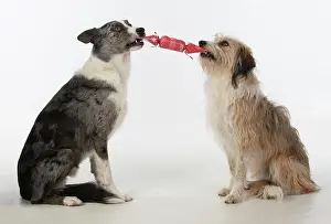 Cracker: DOG. Collie x and other cross breed, holding/ pulling