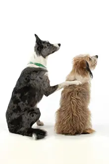 200720: DOG. Collie x and other cross breed, sitting together