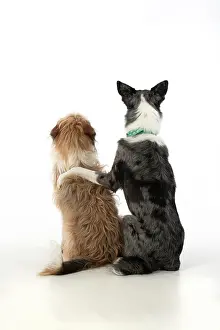 Hugs: DOG. Collie x and other cross breed, sitting together
