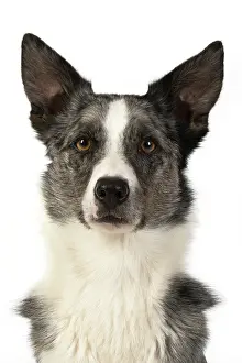 270220: DOG. Collie X, head & shoulders, studio, white background