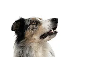Profiles: DOG. Collie X, portrait, head shot, face, looking
