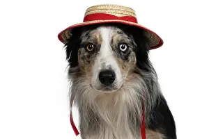 Bonnets: DOG. Collie X, portrait, odd coloured eyes, wearing
