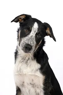Cocked: DOG. Collie x, puppy, 7 months old, sitting, portrait