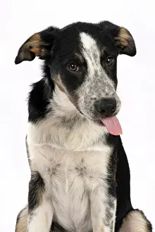 Sticking: DOG. Collie x, puppy, 7 months old, sitting, portrait