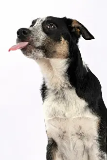 Sticking: DOG. Collie x, puppy, 7 months old, sitting, portrait