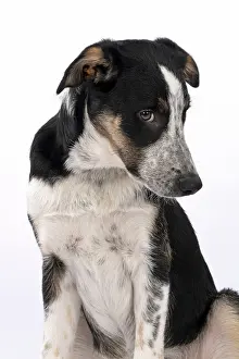 Miserable: DOG. Collie x, puppy, 7 months old, sitting, portrait