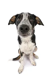 Miserable: DOG. Collie x, puppy, 7 months old, sitting, wide