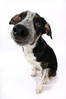 Miserable: DOG. Collie x, puppy, 7 months old, sitting, wide