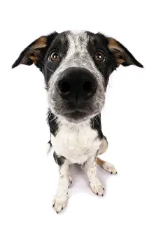 Miserable: DOG. Collie x, puppy, 7 months old, sitting, wide