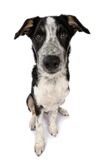 Lens: DOG. Collie x, puppy, 7 months old, sitting, wide