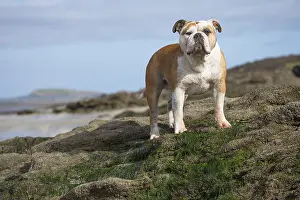 250517: Dog, Continental bulldog on beach