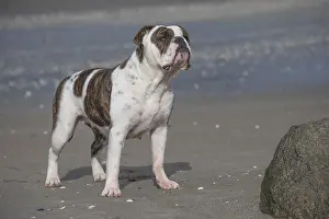 Patch: Dog, Continental bulldog on beach