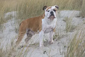 250517: Dog, Continental bulldog on beach